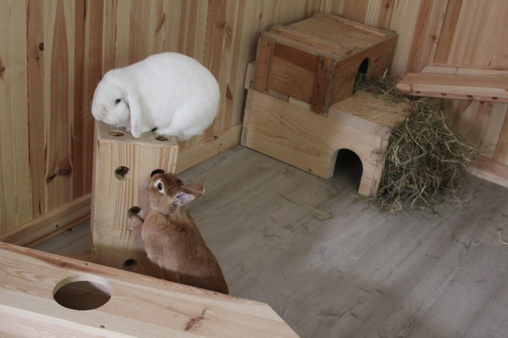 Einrichtung des Kaninchenzimmers