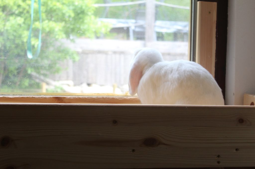 Kaninchen am Fenster