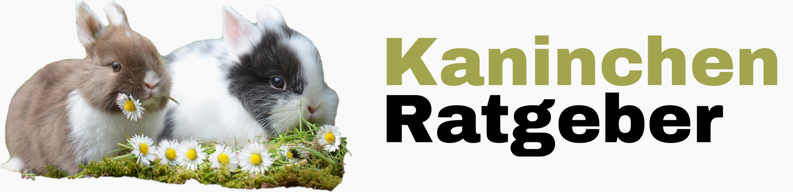 kaninchen-ratgeber.com