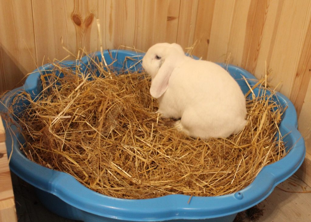 Kaninchentoilette im Kaninchenzimmer