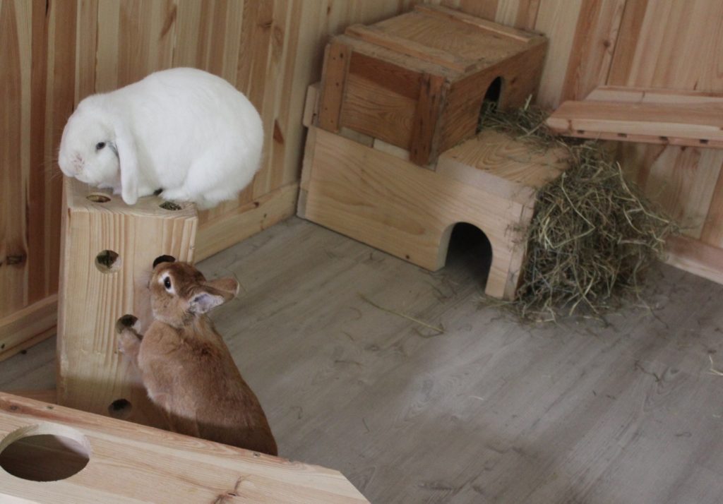 Toben und Ruhen im Kaninchenzimmer