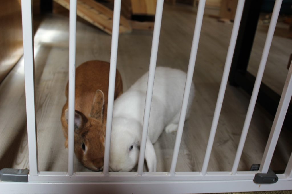 Treppenschutzgitter zum Kaninchenzimmer