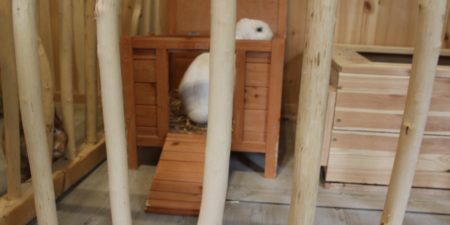 Wohnungsgehege