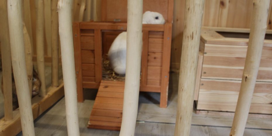 Kaninchen In Der Wohnung