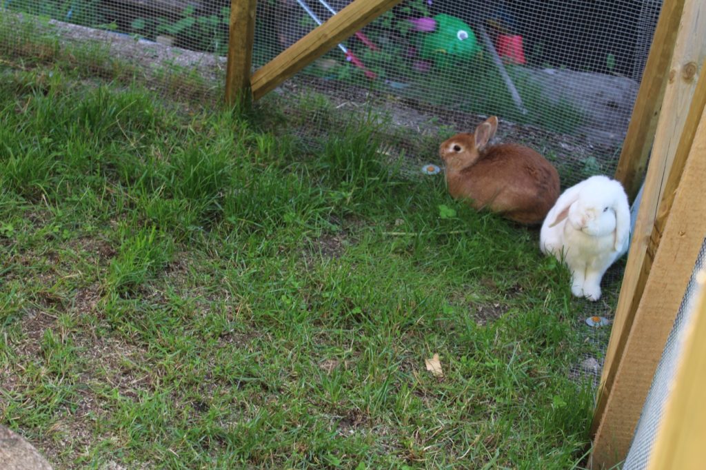 Freilaufgehege mit 2 Kaninchen