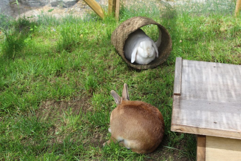 Kaninchen genießen das Freilaufgehege