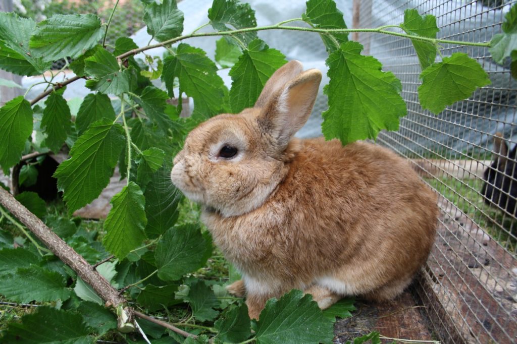 Kaninchen frisst Haselnusszweige