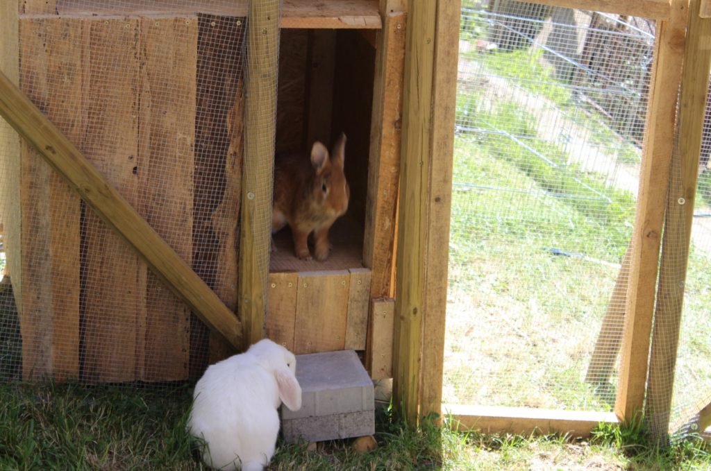 Kaninchen Schutzhütte