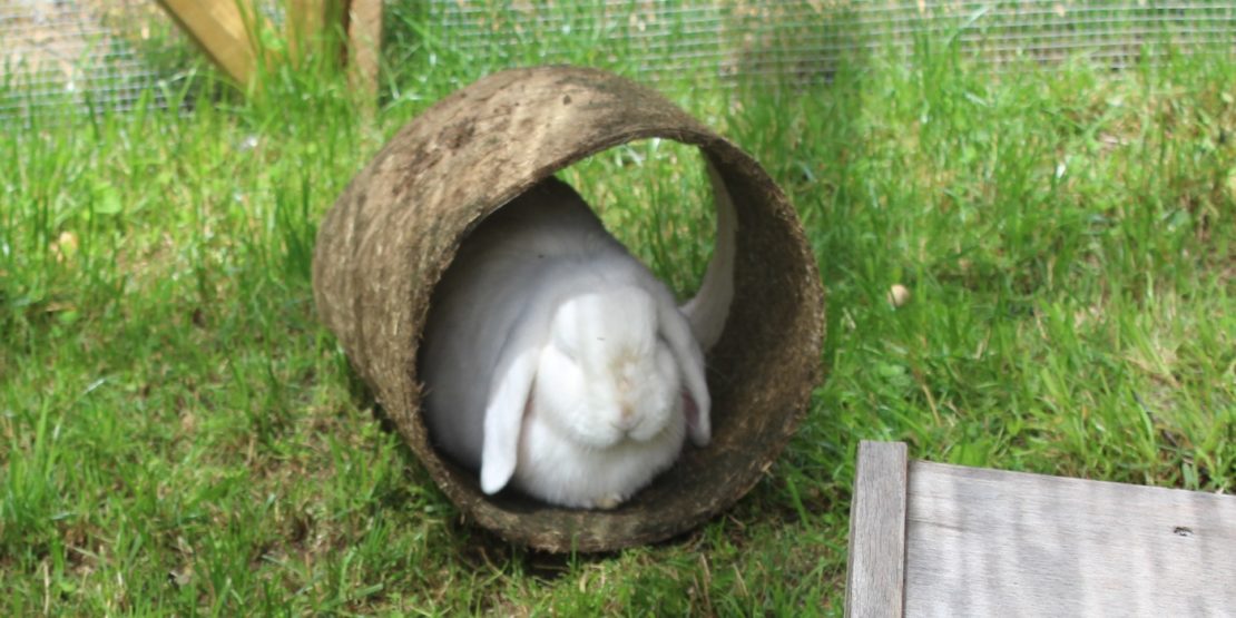 Einrichtung des Kaninchengeheges