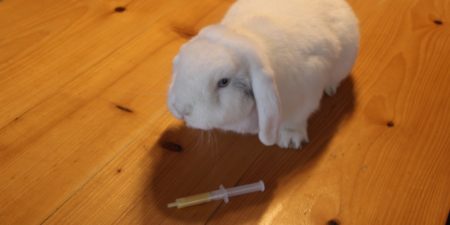 Kaninchenkrankheiten und Heilung