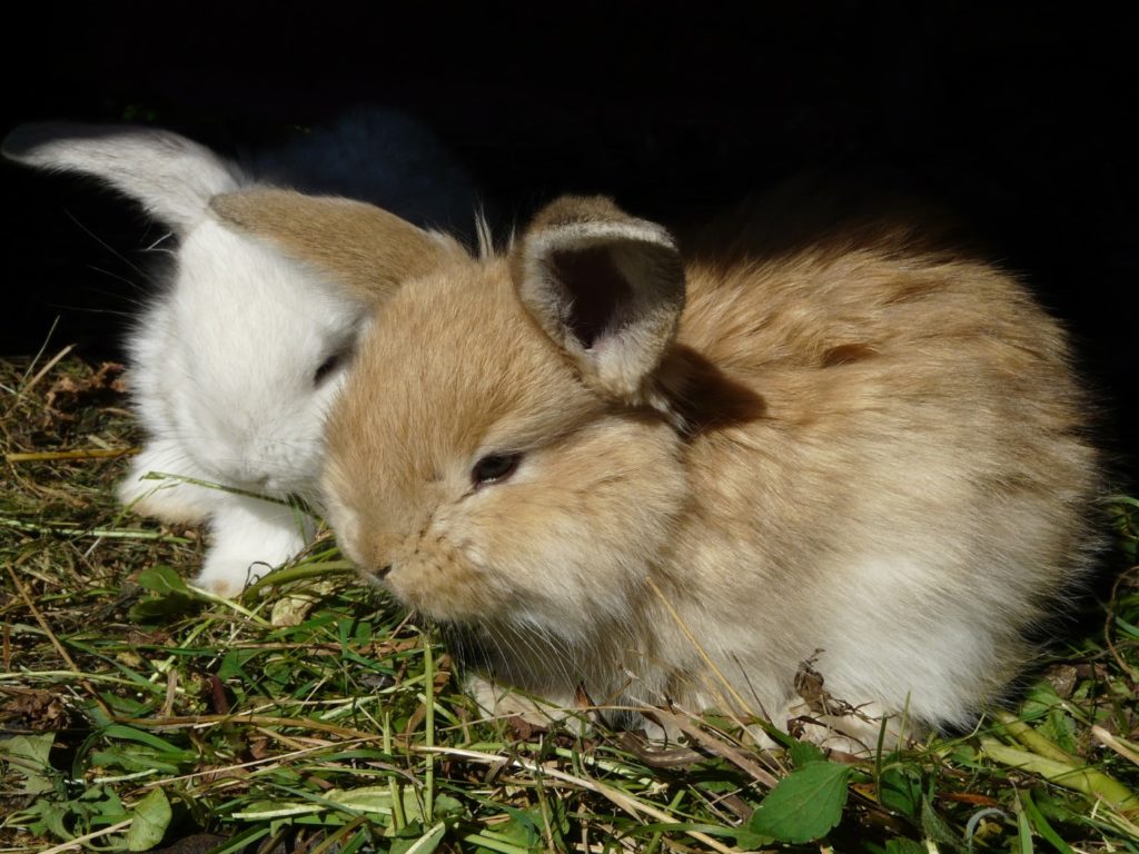 1 Männchen und 1 Weibchen zusammen halten