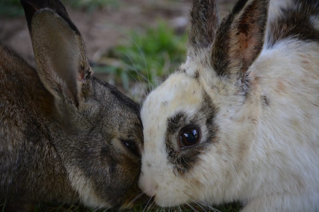 Erwachsene Kaninchen zusammen bringen