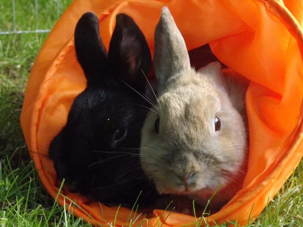 Gleichaltrige Kaninchen vertragen sich gut