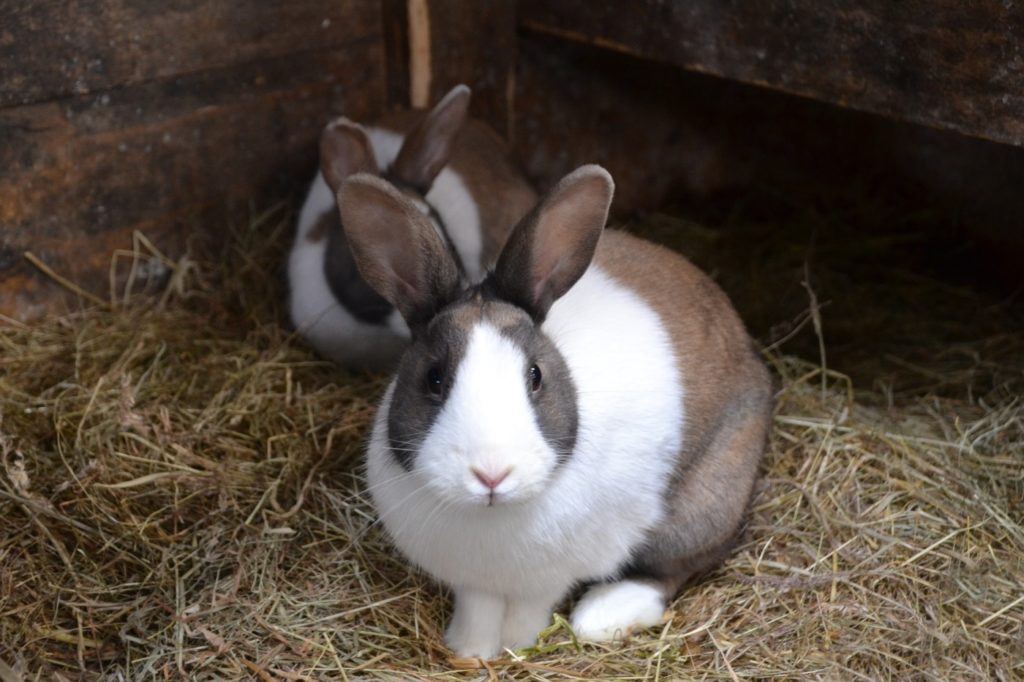 Gleichgeschlechtliche Kaninchen