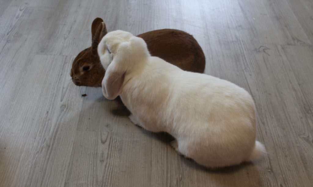 Immer zwei Kaninchen kaufen