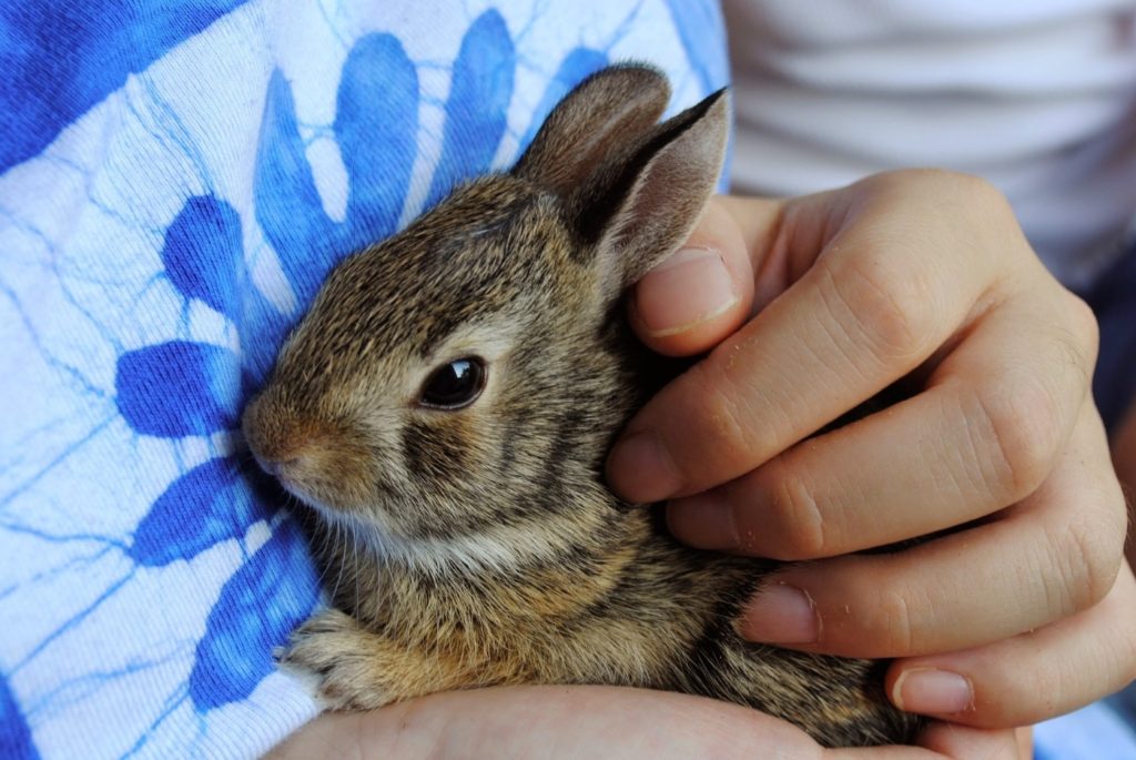 Kaninchen auf dem Arm