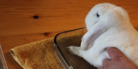 Kaninchen baden