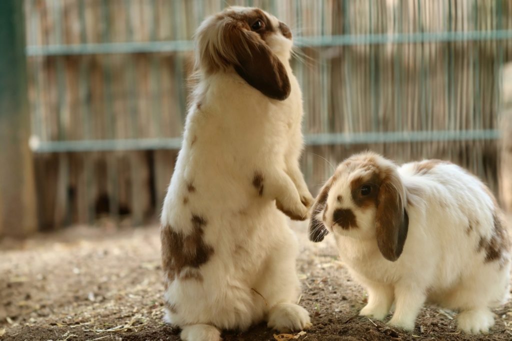 Kaninchen beschnüffeln sich