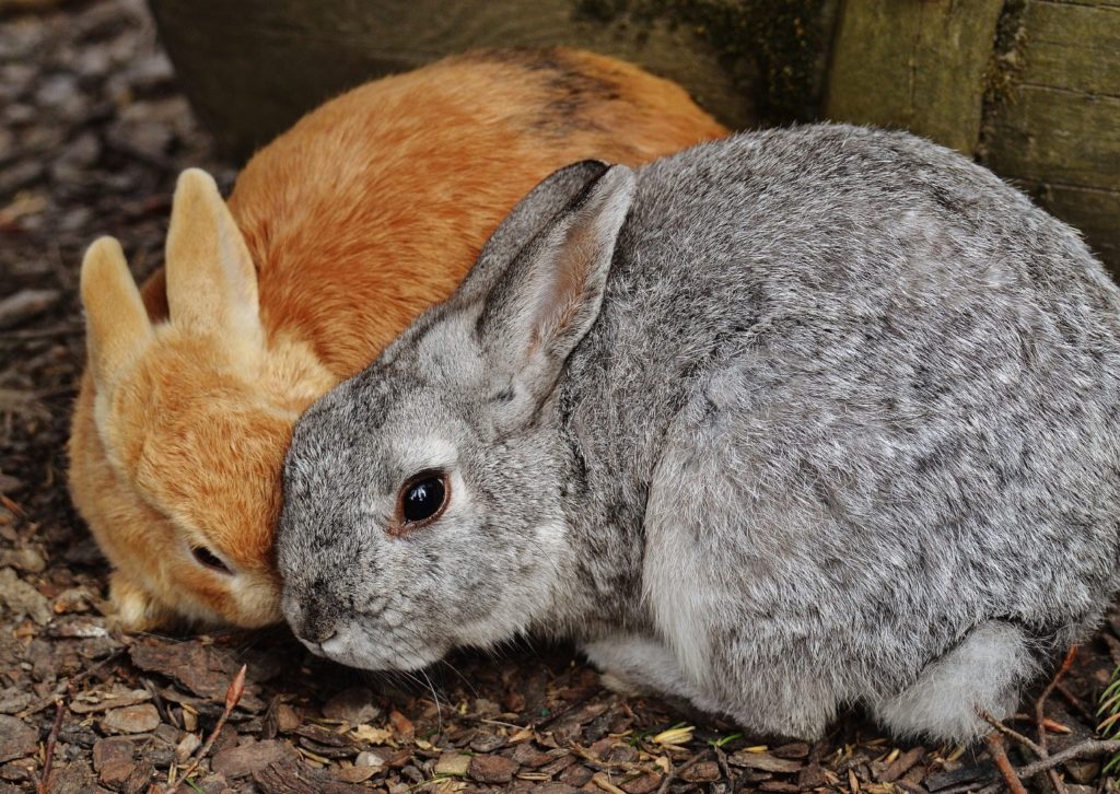 Die Kaninchen beschnuppern sich