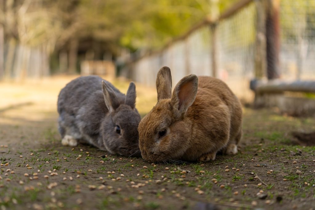 Kaninchen fressen zusammen