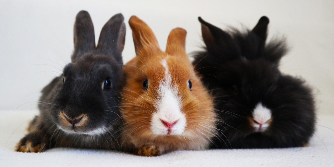 Kaninchen kennenlernen