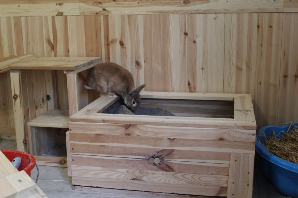 Kaninchen klettert in Buddelkiste hinein