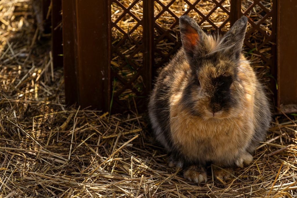 Kaninchen sitzt verängstigt in einer Ecke