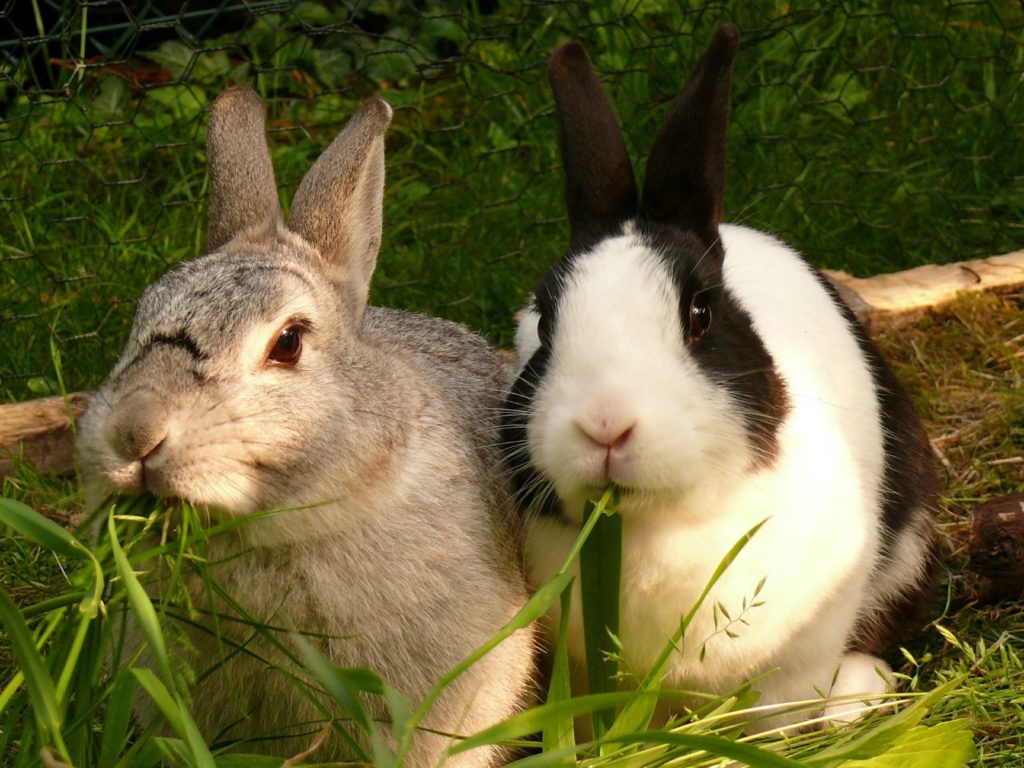 Kaninchen verschiedener Rassen vergesellschaften