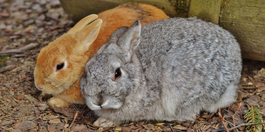 Ablauf einer Vergesellschaftung beim Kaninchen