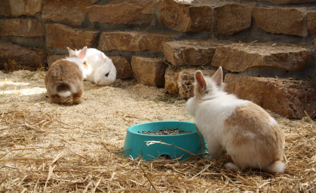 2 Maennchen und 1 Weibchen zusammen halten