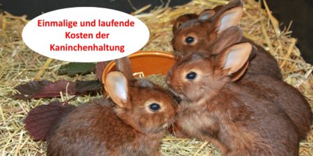 Einmalige und laufende Kosten der Kaninchenhaltung