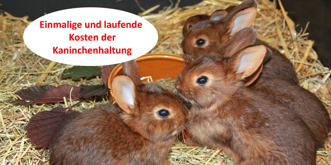 Wie Viel Kostet Ein Kaninchen Im Monat Kosten rund um die Kaninchenhaltung: Viele Beispiele und Spartipps!