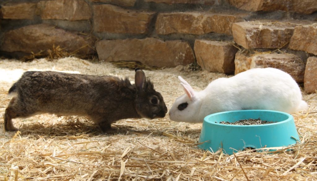 Kennenlernen der Kaninchen