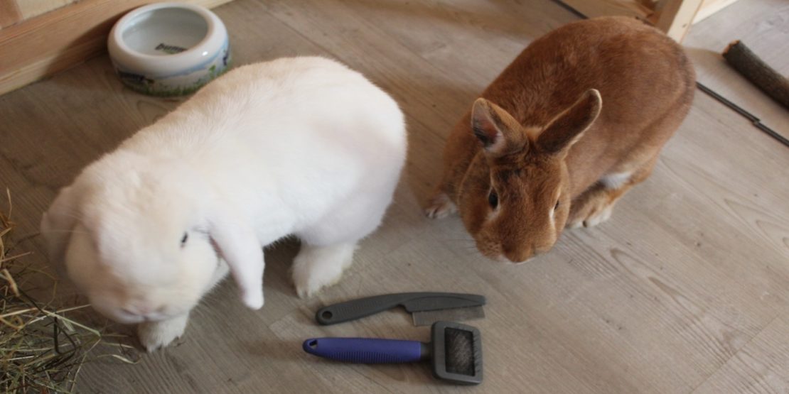 Was kostet Kaninchenzubehör? - Übersicht mit Kosten
