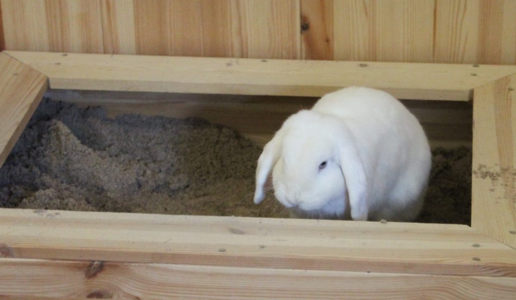 Sand in der Buddelkiste