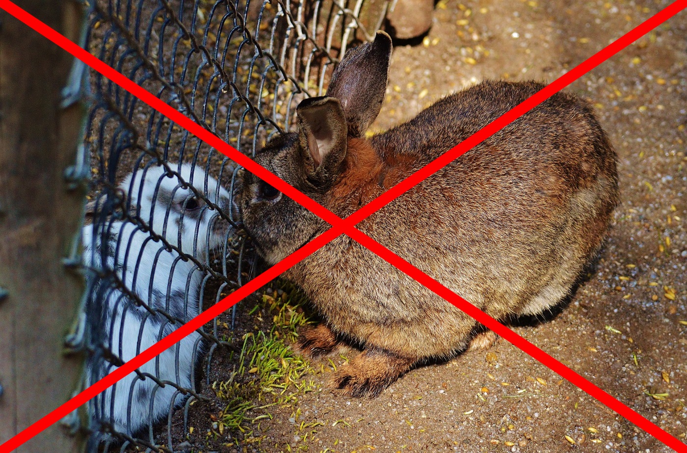 Kaninchen Vergesellschaftung Typischer Ablauf und Organisation