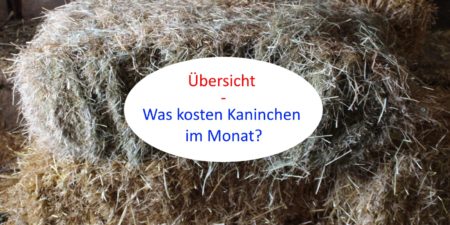 Was kosten Kaninchen im Monat? - Liste mit Preisen