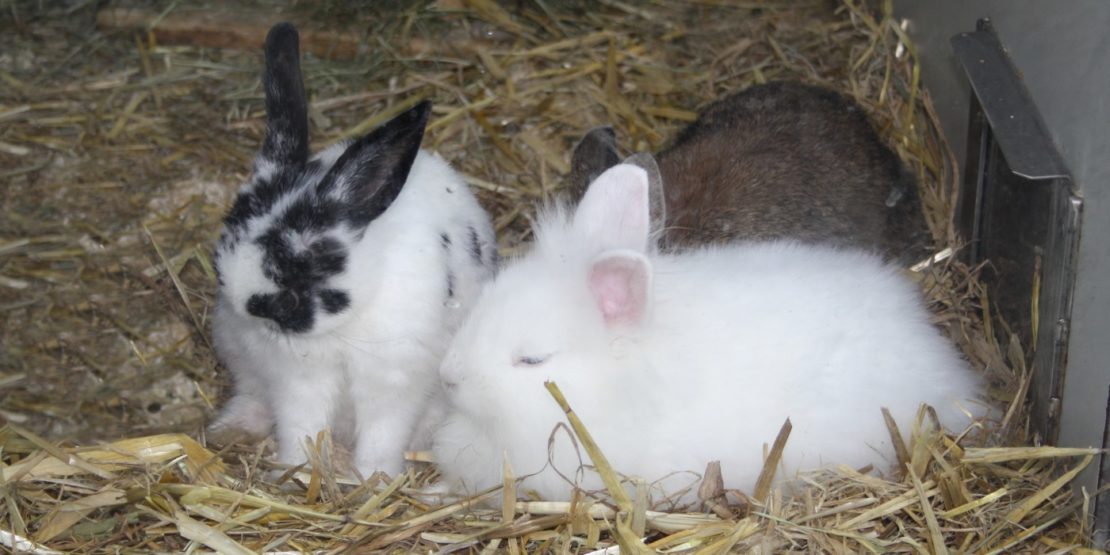 Weibchen und Männchen zusammen halten