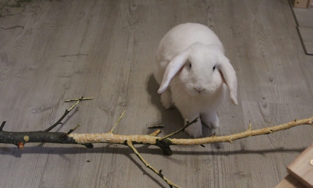 Geeignete Äste und Zweige für Kaninchen