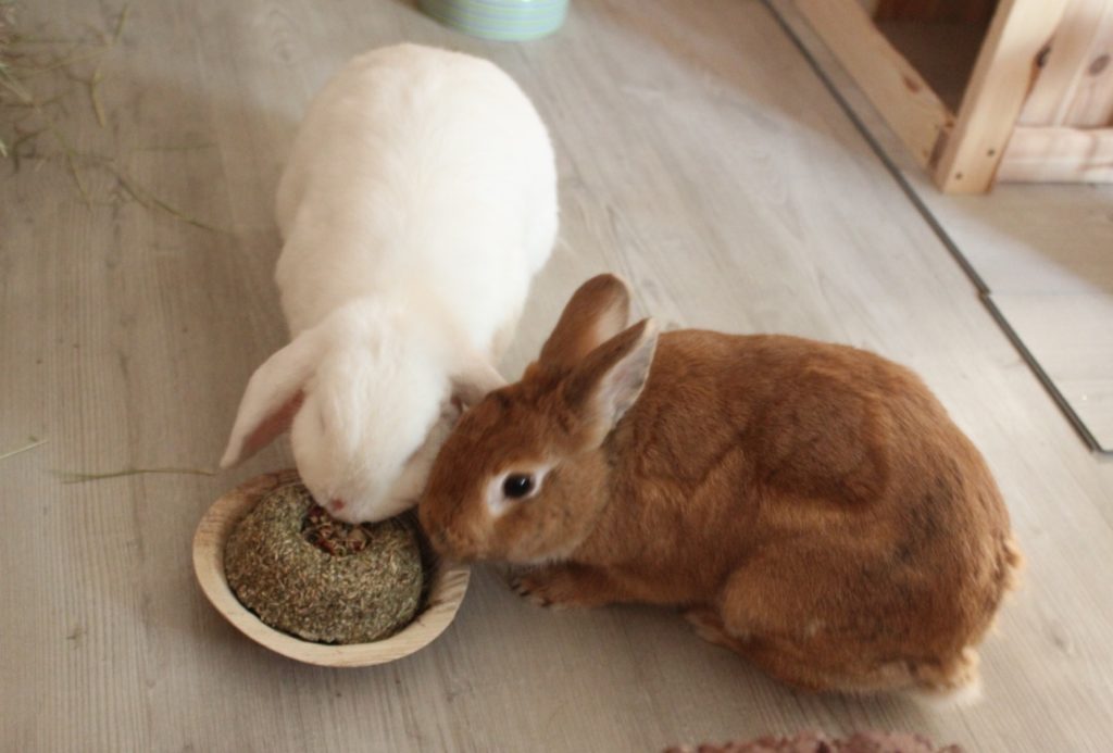 Essbarer Futternapf für Kaninchen
