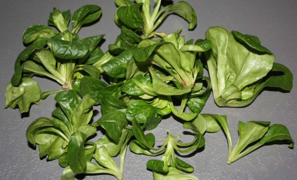 Feldsalat wird von den Kaninchen gerne gefressen