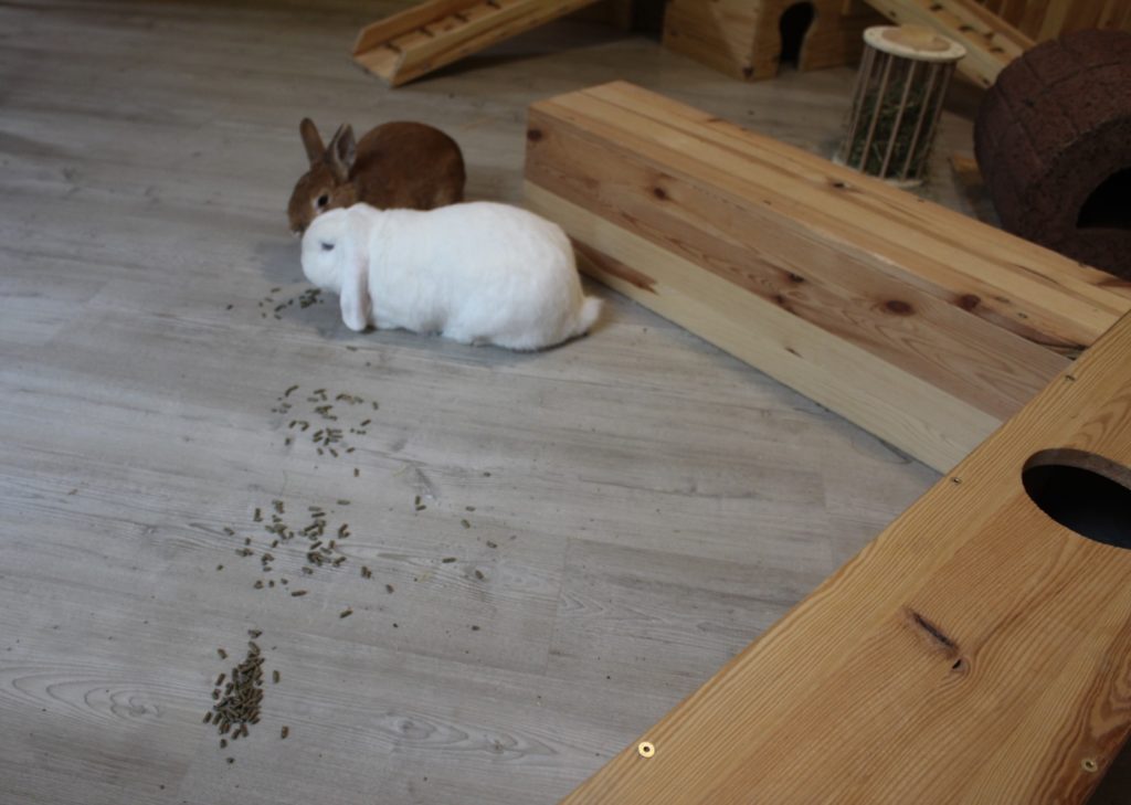 Futter im Kaninchengehege verteilen