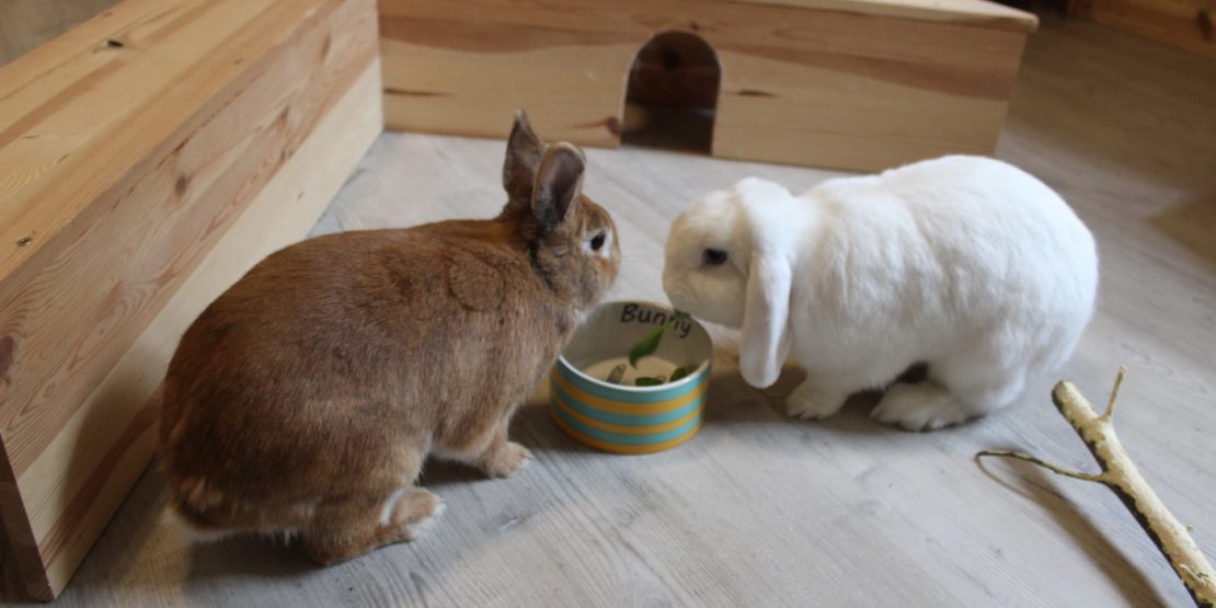 Futternapf für Kaninchen