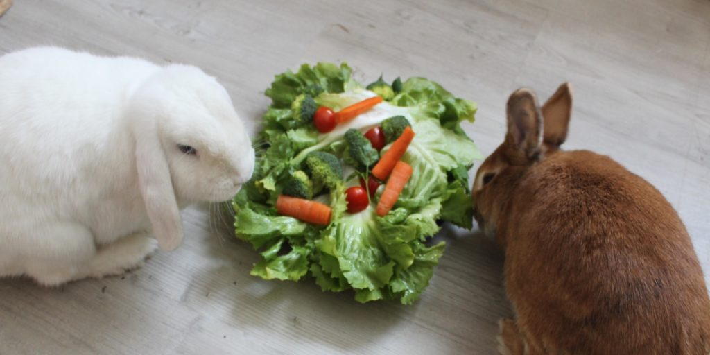 Gemüse für Kaninchen - Wichtige Nahrung