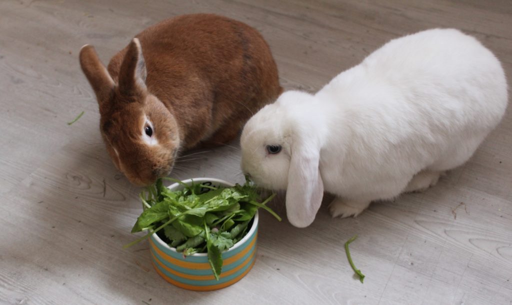 Kaninchen fressen Gemüse wie Radischenblätter