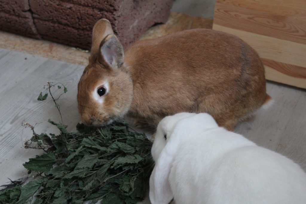 Getrocknete Kräuter für Kaninchen
