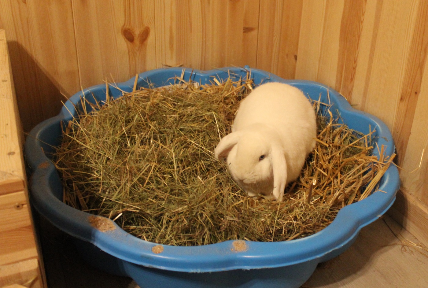 Wie Lange Muss Heu Lagern Bevor Man Es Füttern Kann Heu für Kaninchen: Basisfutter oder als Notfutter im Winter?