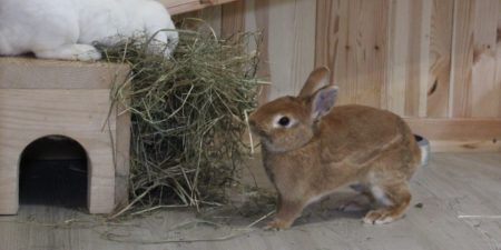 Heuraufe für Kaninchen