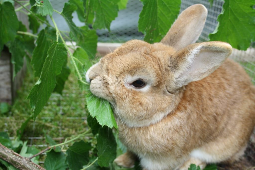 Kaninchen fressen gerne Zweige mit Blättern