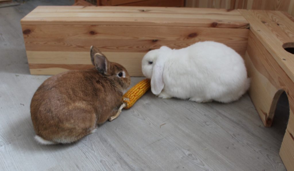 Kaninchen fressen Maiskolben